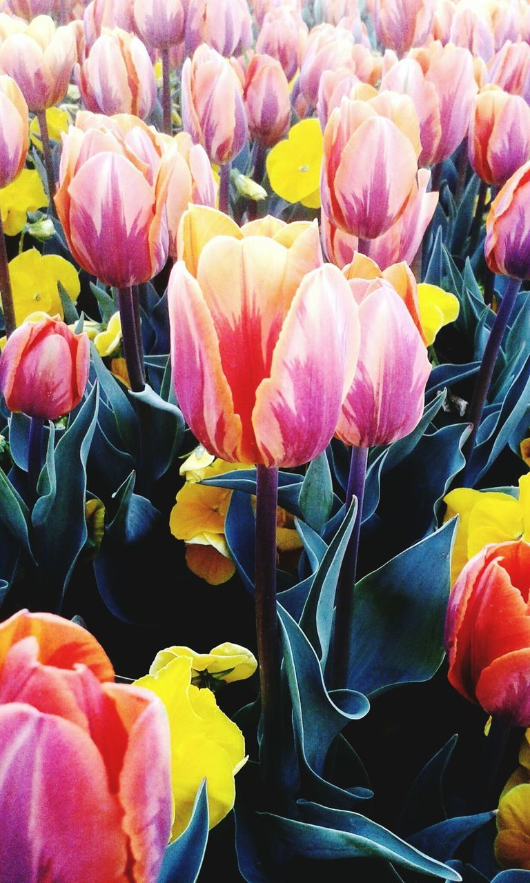 flower, petal, fragility, flower head, beauty in nature, nature, multi colored, yellow, freshness, tulip, no people, backgrounds, vibrant color, growth, full frame, close-up, plant, day, outdoors, flower market