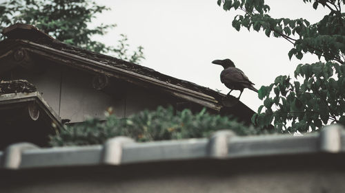 Low angle view of bird perching on roof