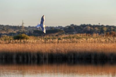 Seagull flying over a lake