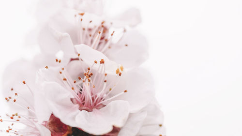 Close-up of white cherry blossom