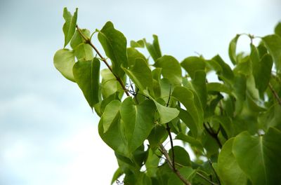 Low angle view of fresh green leaves against sky