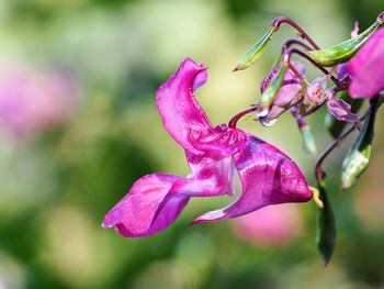 Close-up of pink rose flower