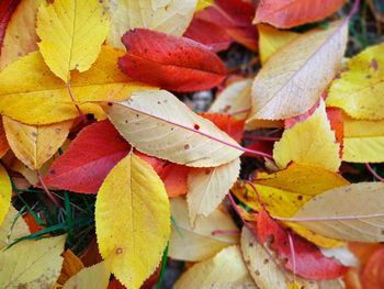 Close-up of autumnal leaves