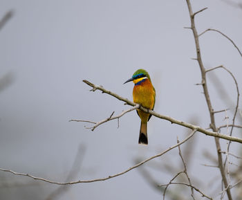 Low angle view of bird perching on branch