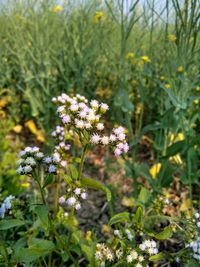 Close-up of flowers blooming outdoors