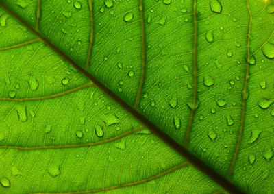 Full frame shot of raindrops on green leaves