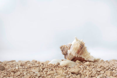 Close-up of seashell against sky