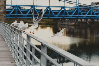 Seagulls on waterfront barrier ready to fly away. seagulls flying against bridge in city. 