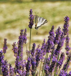 Butterfly pollinating on purple flower