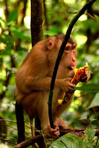 Monkey sitting in a forest