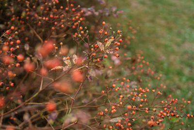 Close-up of red berries growing on field during autumn