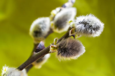 Close-up of honey bee on flower