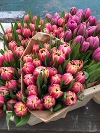 High angle view of pink tulips