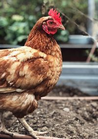 Close-up of rooster