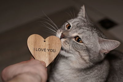 Cropped image of person giving wooden heart shape to cat