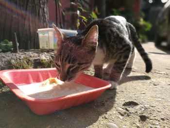 Close-up of cat having food while standing outdoors