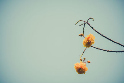 Close-up of flowering plant against clear sky