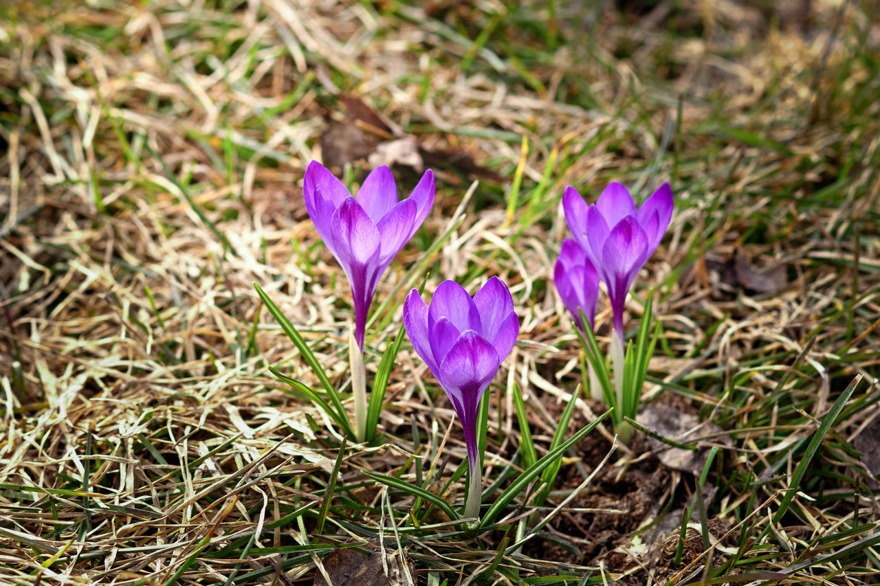 plant, flowering plant, flower, purple, beauty in nature, freshness, crocus, grass, growth, fragility, nature, iris, petal, close-up, land, field, flower head, inflorescence, wildflower, no people, day, outdoors, focus on foreground, macro photography, high angle view, springtime, meadow, pink, green, botany, sunlight