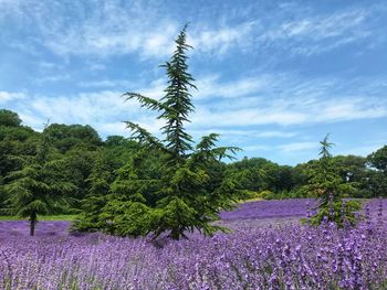 Scenic view of flowering plants on field against sky