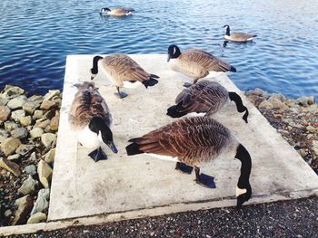 High angle view of canada geese on lakeshore