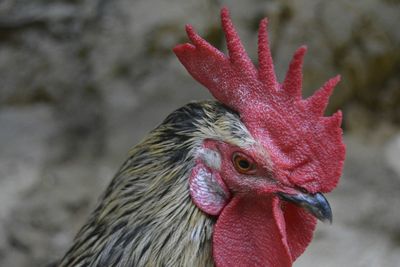 Close-up of rooster