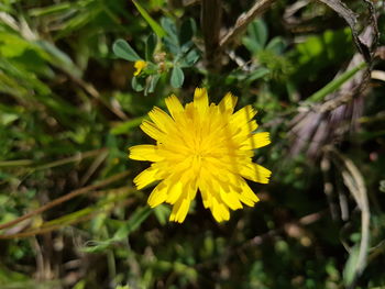 Close-up view of yellow flower