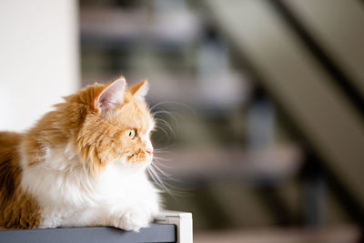 Close-up of a cat looking away