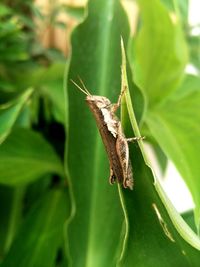 Close-up of insect on leaf