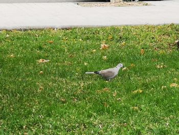 High angle view of bird on grass