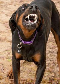 Close-up portrait of a dog