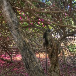 Low angle view of monkey perching on tree