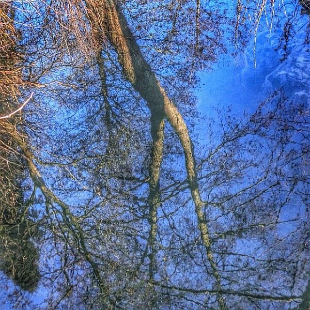 tree, branch, low angle view, growth, tranquility, tree trunk, nature, bare tree, beauty in nature, sky, blue, scenics, forest, tranquil scene, day, no people, outdoors, sunlight, woodland, backgrounds