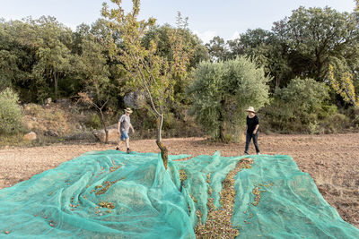 Male and female farmers harvesting almonds by hand.