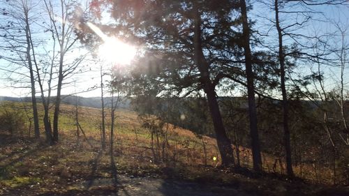 Sun shining through trees