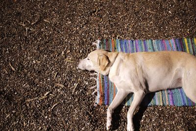 Dog lying on a carpet outdoors