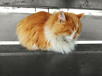 Close-up of cat