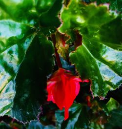 Close-up of red flowering plant