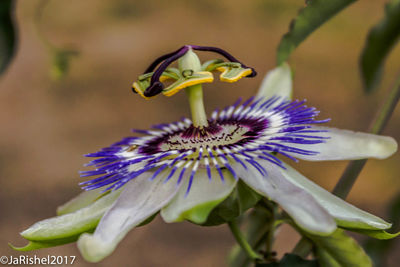 Close-up of purple flower blooming outdoors