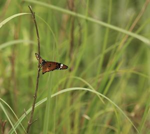 Close-up of butterfly on grass