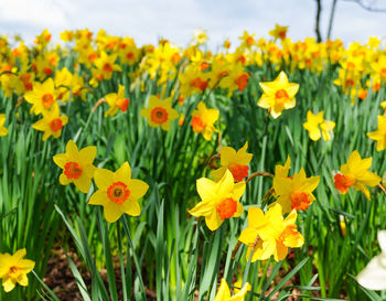 Close-up of fresh yellow flowers in field