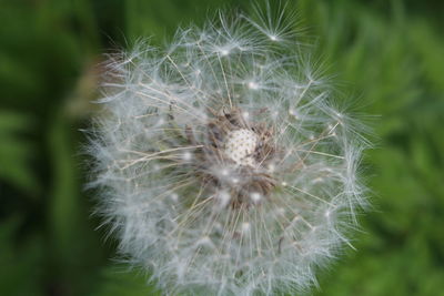 Close-up of dandelion