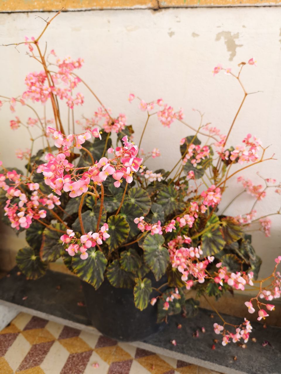 HIGH ANGLE VIEW OF FLOWERING PLANT