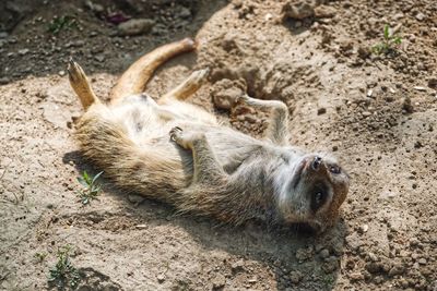 High angle view of lion lying on land