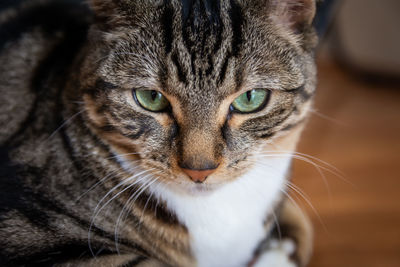 Close-up portrait of a cat