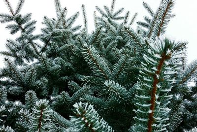 Low angle view of trees