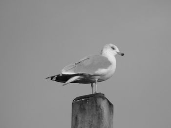 Seagull perching on a wooden post