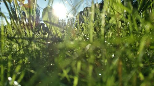 Close-up of grass