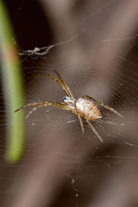 Close-up of spider on web