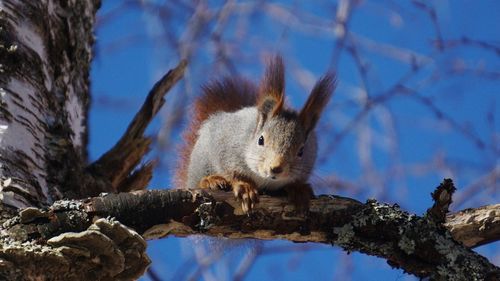 Low angle view of squirrel on tree