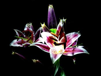 Close-up of flower over black background